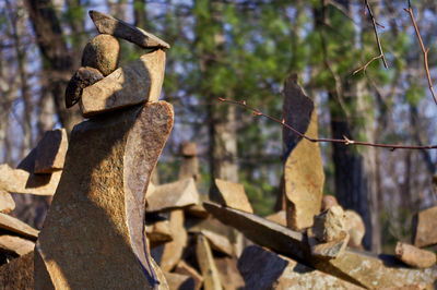 Close-up of tree trunk