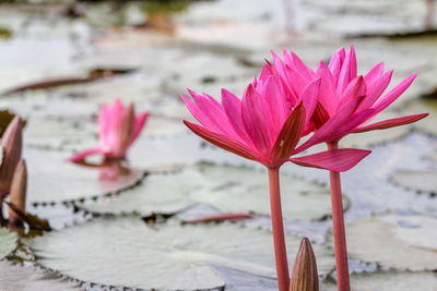 Close-up of pink lotus water lily in lake