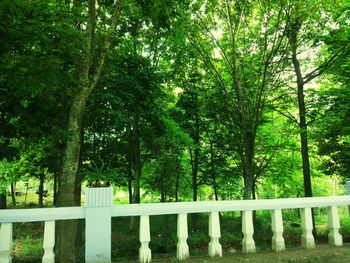 Trees in park