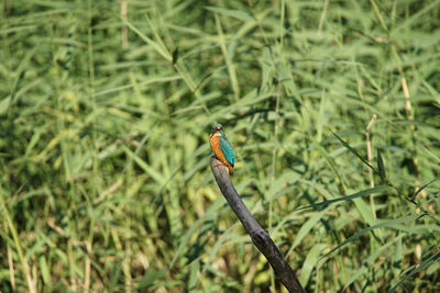 Bird perching on a tree