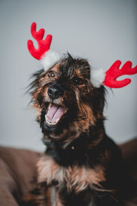 Close-up portrait of dog sticking out tongue