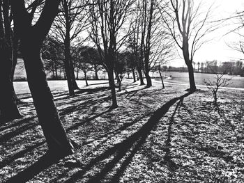 Bare trees on landscape