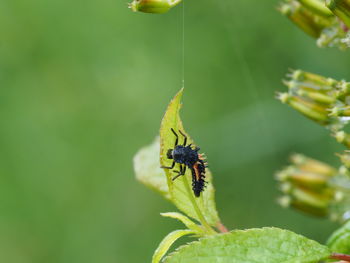 Close-up of insect on flower