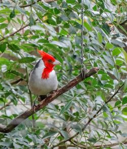 Close-up of bird perching on branch