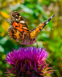 Close-up of butterfly on purple thistle