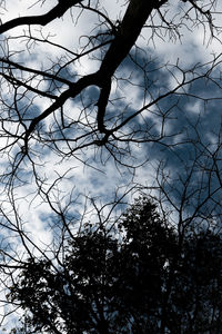 Low angle view of silhouette bare tree against sky