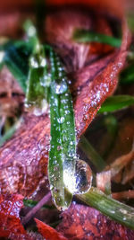 Close-up of water drops on leaf