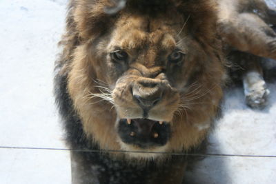 Close-up of a cat