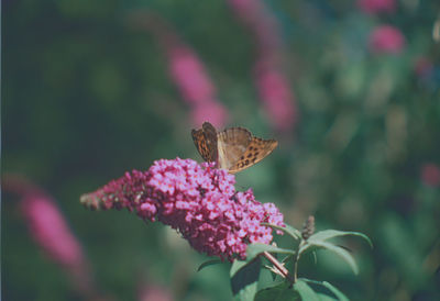 Close-up of butterfly pollinating on pink flower