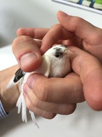 Close-up of hand holding bird