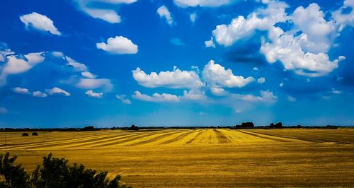 Scenic view of agricultural field against sky