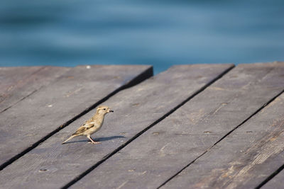 High angle view of lizard on pier