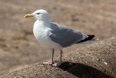 Close-up of seagull perching on rock