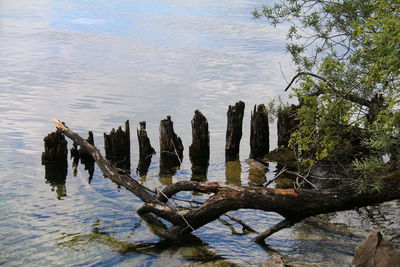 View of birds by lake