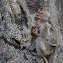 Monkeys in a rock