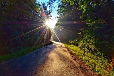 Sunlight streaming through trees on road