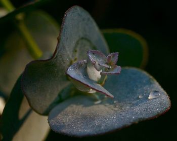 Close-up of leaves against blurred background