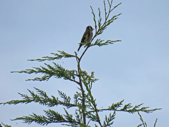 Low angle view of bird perching on tree against clear sky