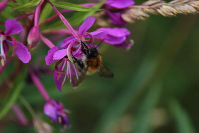 Close-up of bee on pink flowers