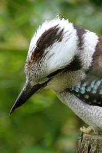 Close-up side view of a bird against blurred background