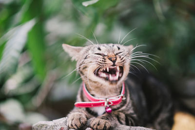 Close-up of a cat yawning