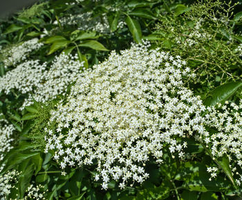 Close-up of plants