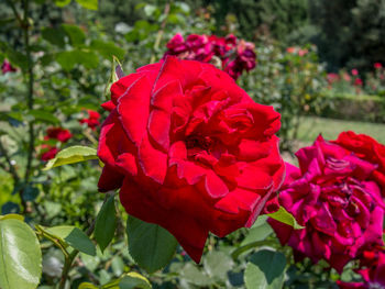 Close-up of red rose blooming outdoors