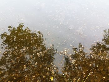 High angle view of reflection of trees in lake