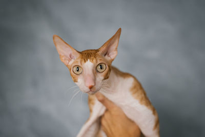 Favorite red cat cornish rex is sitting in the arms of the owner
