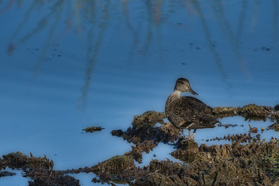 Bird perching on a lake