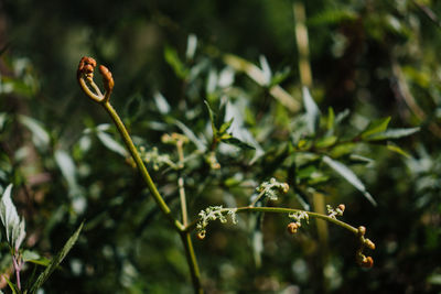 Close-up of flowering plant