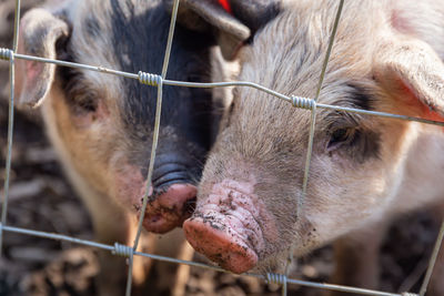 Close-up of pigs seen through fence