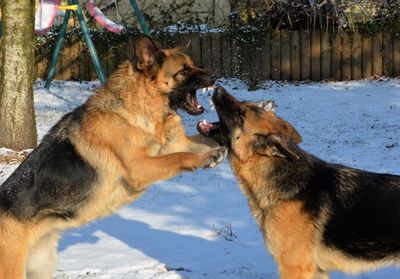 Dogs fighting on snowy field