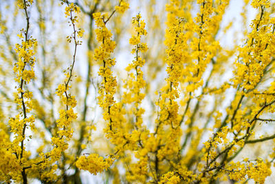 Close-up of yellow flowering plant on field