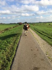 Cow on road amidst field against sky