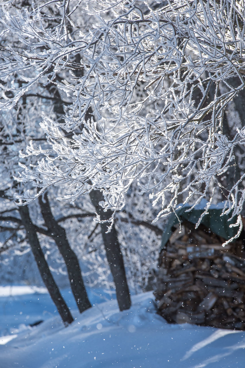 CLOSE-UP OF FROZEN PLANT