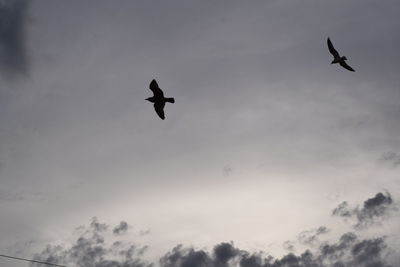 Low angle view of silhouette bird flying against sky