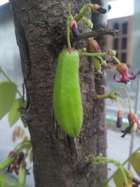 Close-up of fruits growing on tree trunk