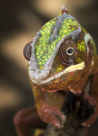 Close-up of panther chameleon furcifer pardalis - animal reptile photo series