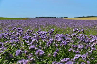 Purple flowers blooming in field