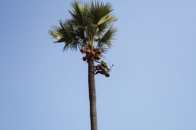 Low angle view of tree against clear sky