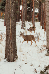 Deer in forest