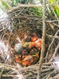 Close-up of bird nest