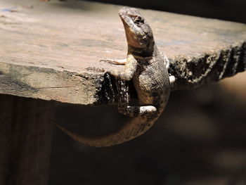 Close-up of lizard on wood