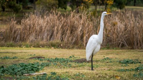 White bird perching on field against plants