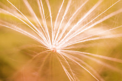 Close-up of dandelion against blurred background