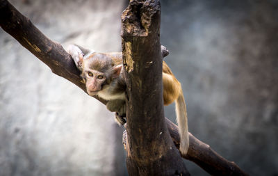 Close-up of monkey on tree