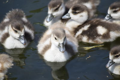 Swans in a lake