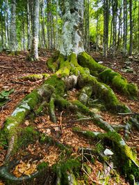 Trees growing in forest