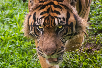 Close-up portrait of sumatran tiger